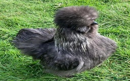 Chickens poultry for sale: Day old silkie chicks (pure breed)  - Advert 5