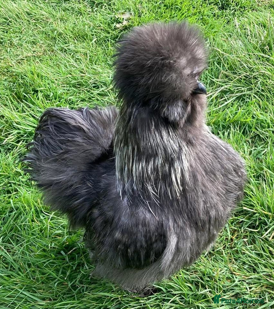 Chickens poultry for sale: Day old silkie chicks (pure breed)  - Advert 5