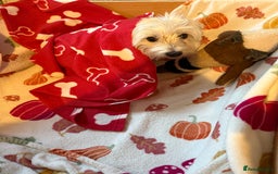 West Highland Terrier dogs for sale: West Highland Terrier Puppies for Loving Homes - Image 3