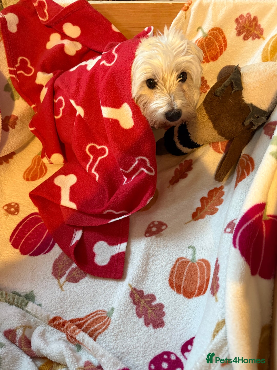 West Highland Terrier dogs for sale: West Highland Terrier Puppies for Loving Homes - Image 3