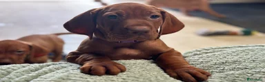 Hungarian Vizsla 2