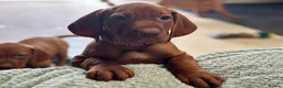 Hungarian Vizsla dogs for sale: Gorgeous Hungarian Vizsla puppies  - Advert 8