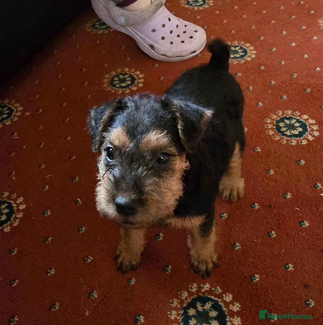 Lakeland Terrier dogs for sale: Lakeland terrier pups  - Image 2