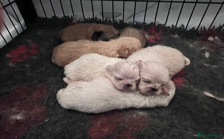 Pekingese dogs - Advert 1