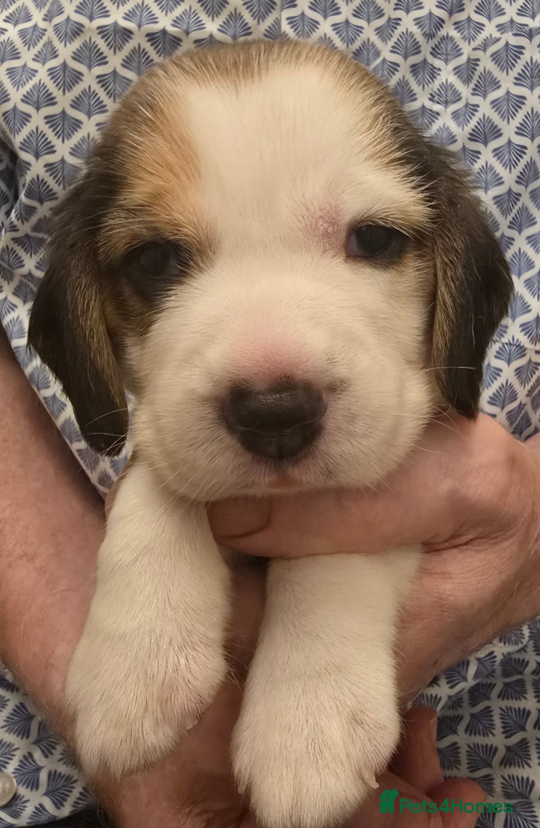 Beagle dogs for sale: Kennel Club Reg Beagle pups tri male, t/w bitch  - Advert 5