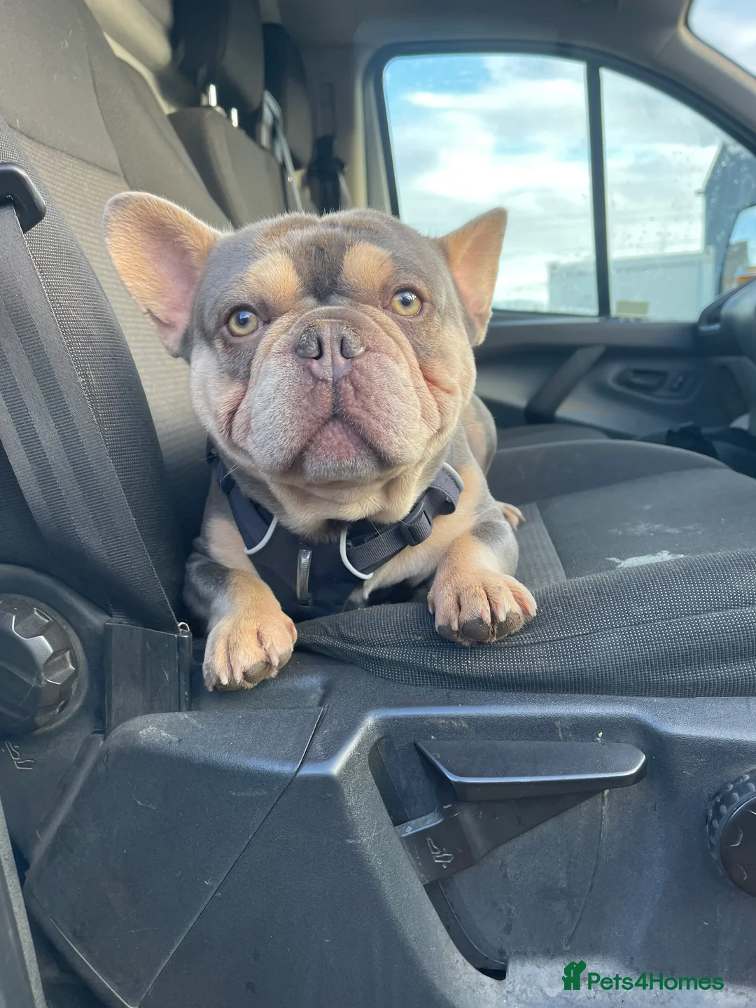 French Bulldog dogs for sale: 2 year old male French Bulldog, Dexter - Advert 3