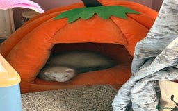 Ferret rodents for sale: Young adult female ferret  - Image 2