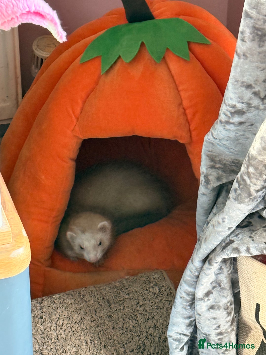 Ferret rodents for sale: Young adult female ferret  - Image 2