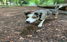 Welsh Collie dogs for sale: Welsh collie boy  - Image 3