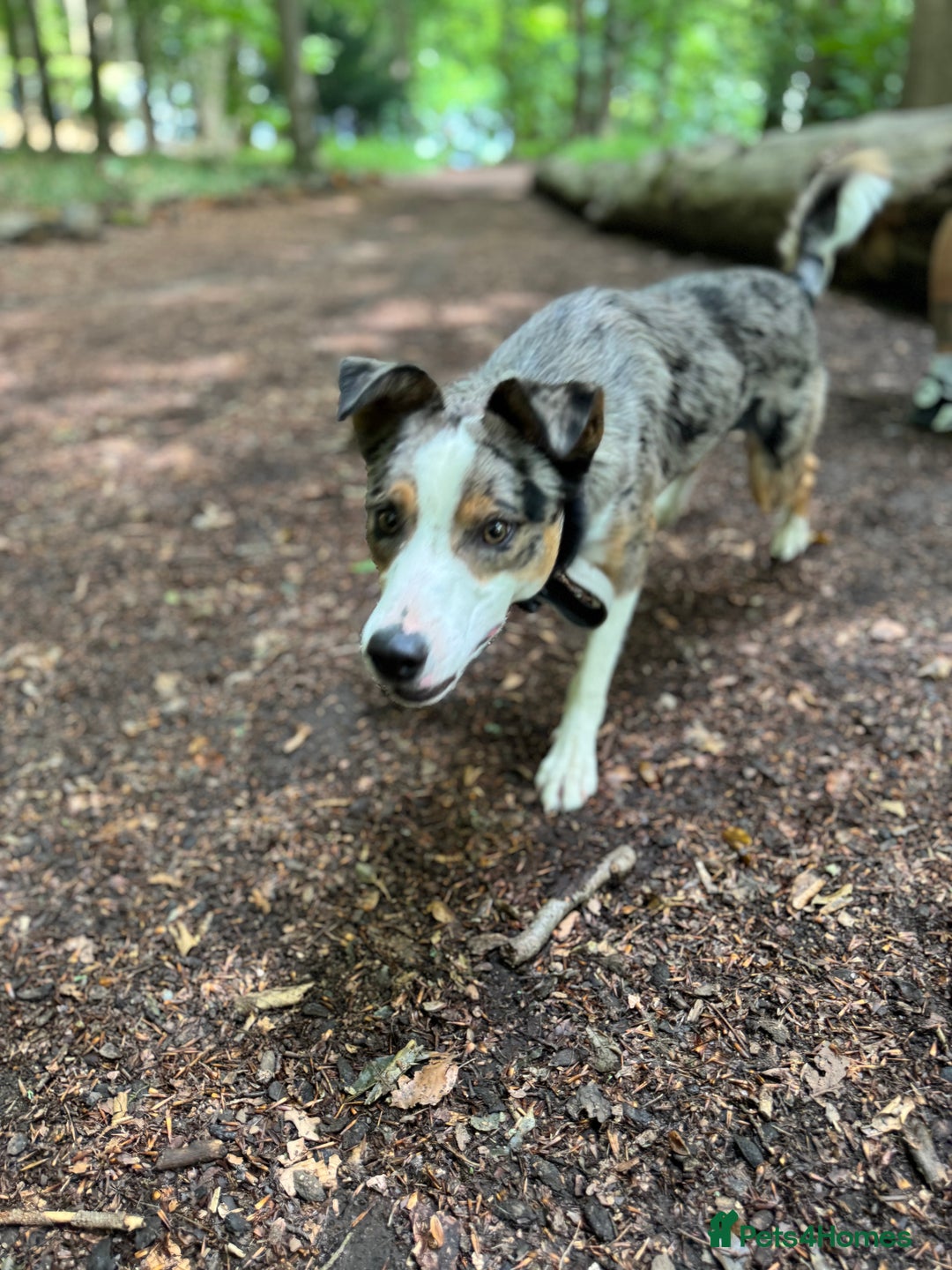 Welsh Collie dogs for sale: Welsh collie boy  - Image 3