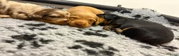 Miniature Dachshund dogs for sale: KC Long Haired Mini Dachshund - Cream/Red/Black - Advert 1