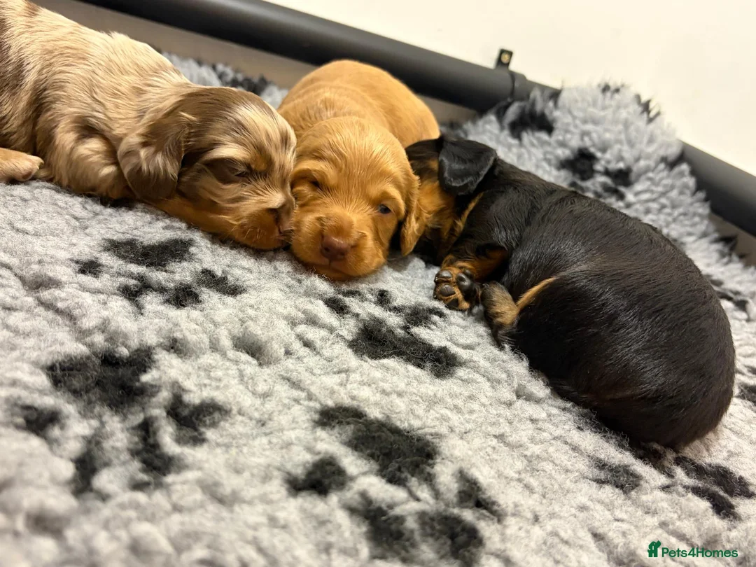 Miniature Dachshund dogs for sale: KC Long Haired Mini Dachshund - Cream/Red/Black - Advert 1