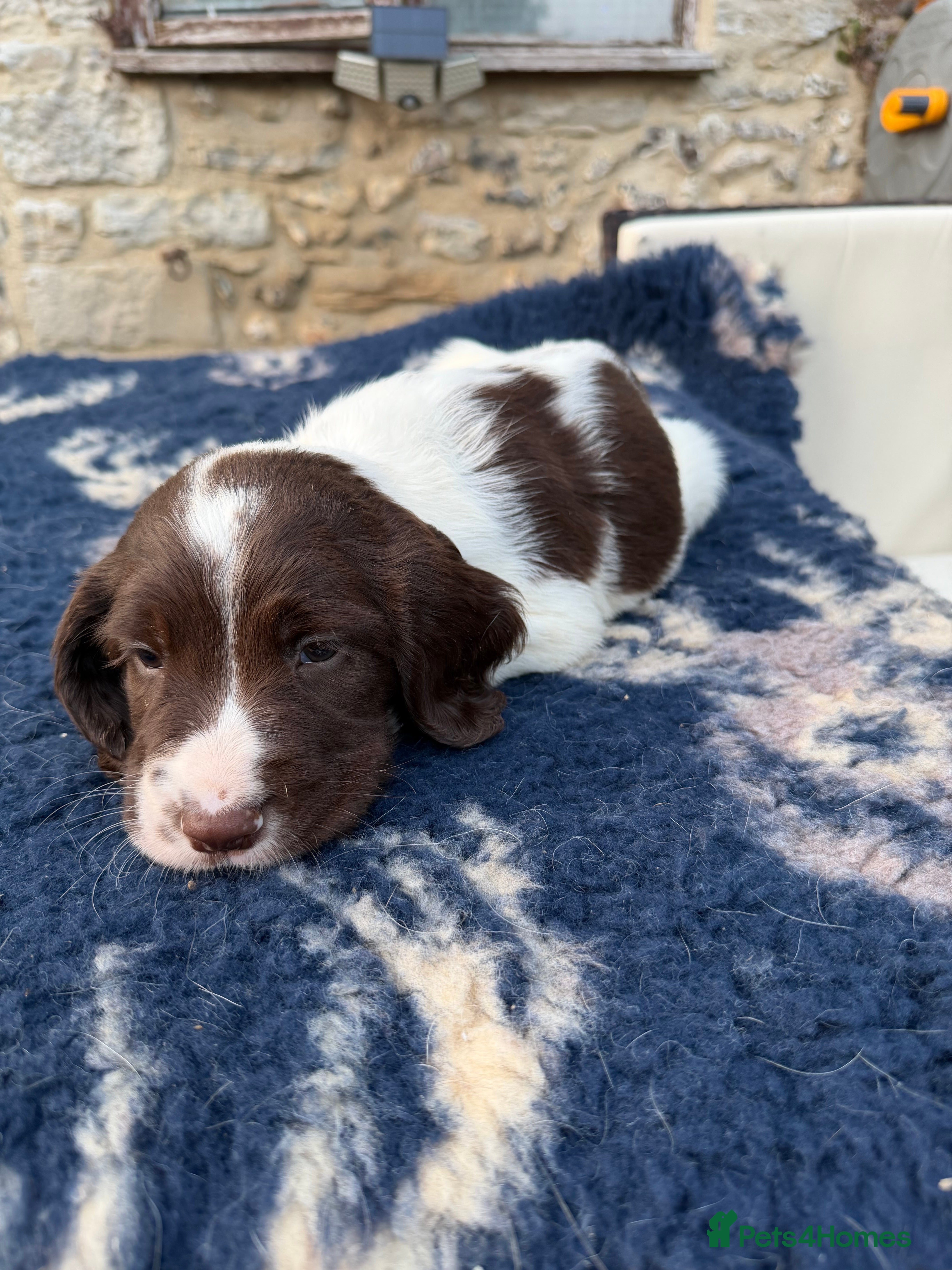 English Springer Spaniel dogs KC reg health tested English springer spaniel  - Advert 2