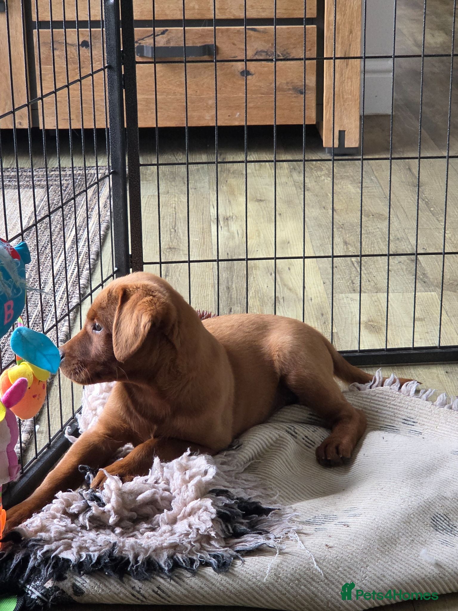 Labrador Retriever dogs ❤️ READY NOW dark red working Labrador pups ❤️ - Advert 2