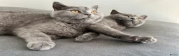 British Shorthair cats for sale: pure pedigreeBritish shorthairs kittens - Advert 13