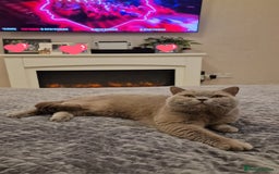 British Shorthair cats for stud: Amasing British Shorthair Lilac for stud - Image 13