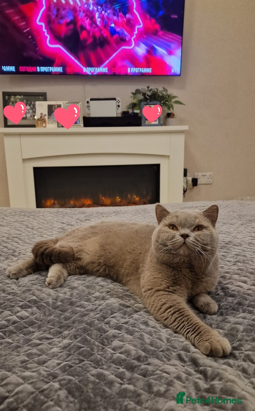 British Shorthair cats for stud: Amasing British Shorthair Lilac for stud - Image 13
