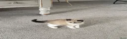 Ragdoll cats for sale: Stunning  ragdoll kittens boy available  - Advert 23