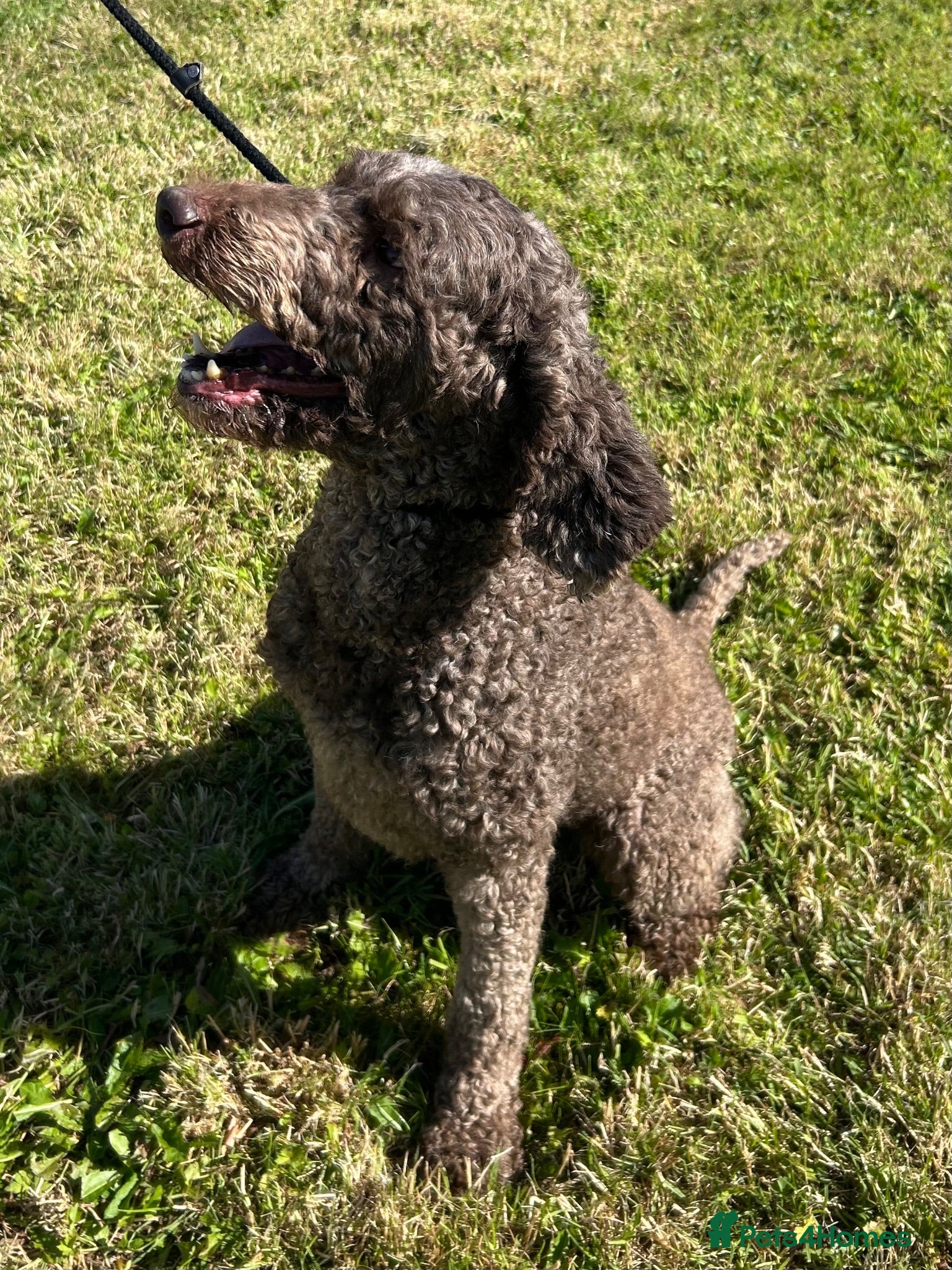 Standard Poodle dogs Adult Standard Poodle For Sale - Advert 16