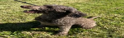 Standard Poodle dogs for sale: Adult Standard Poodle For Sale - Advert 1