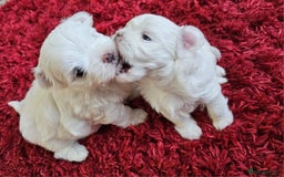 Maltese dogs for sale: MALTESE💖KC.Registered,5 generation pedigree🩵 🐩 - Image 6