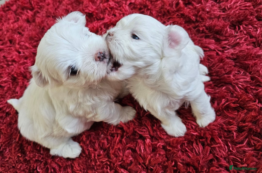 Maltese dogs for sale: MALTESE💖KC.Registered,5 generation pedigree🩵 🐩 - Image 6