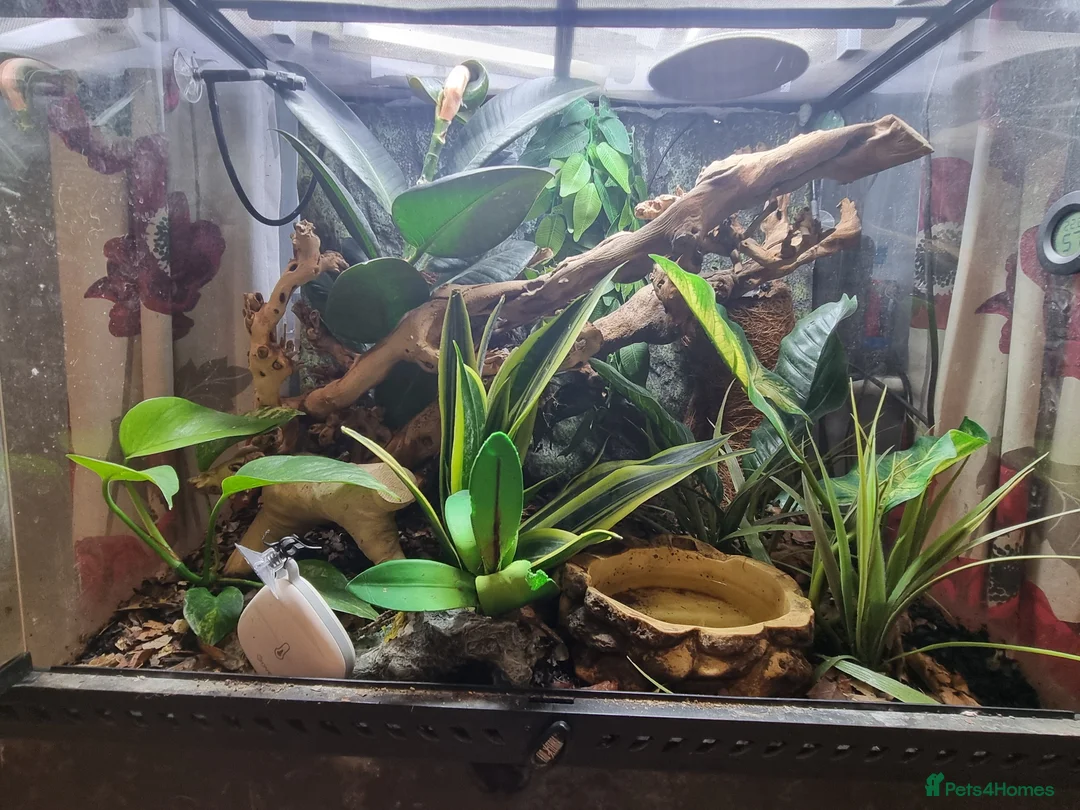 Frog reptiles for sale: Planted Whites Tree Frog Setup in Wakefield - Advert 1