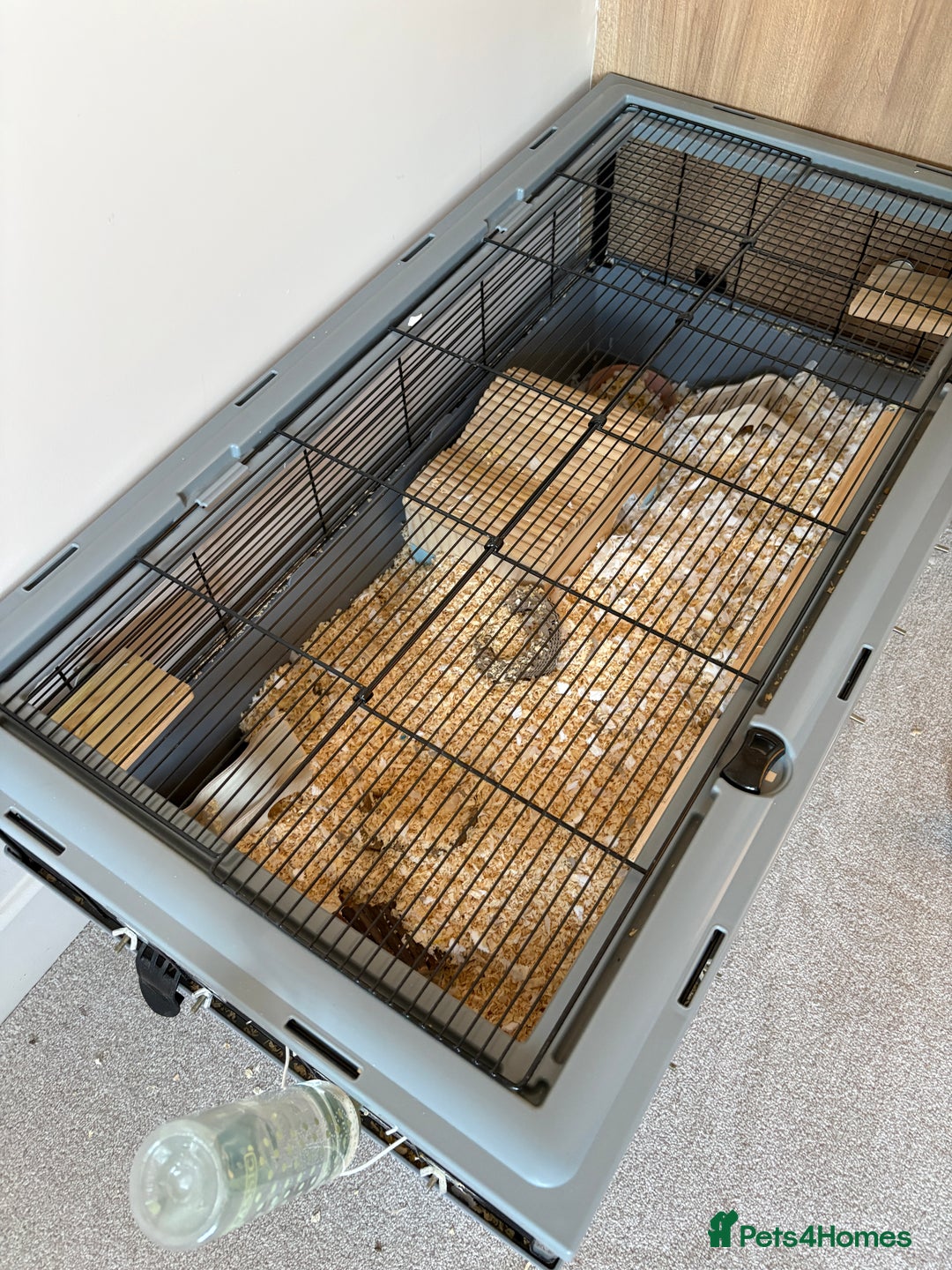 Gerbil rodents for sale: 2 boy gerbils, large home plus food. - Advert 1