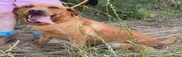 Labrador Retriever dogs for sale: Adult - KC Reg Fox Red Labrador Retriever Dog - Advert 5