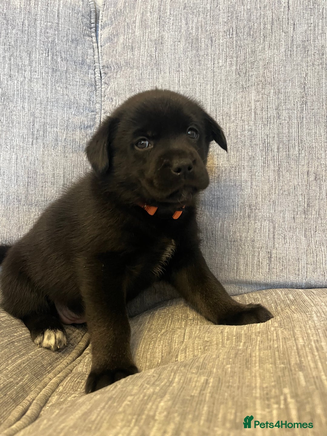 Mixed Breed dogs for sale: 8 beautiful puppies for sale - Advert 9