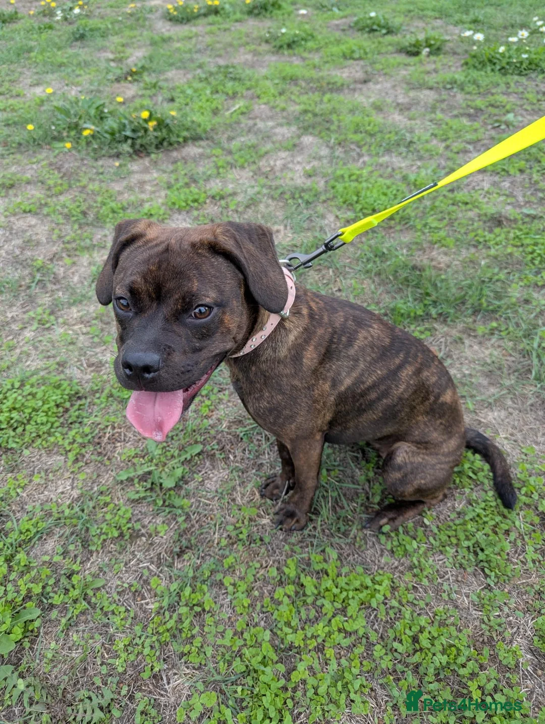 Mixed Breed dogs for sale: Staffy x French bulldog in Ashford - Advert 3