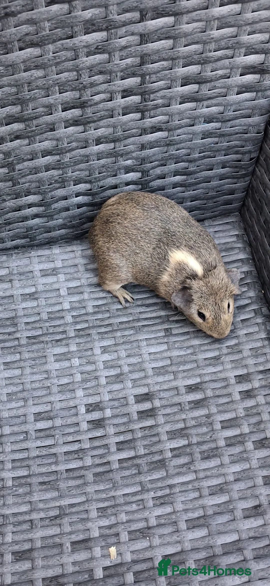 Guinea Pig rodents for sale: Baby boy guinea pigs ready to leave  - Advert 15