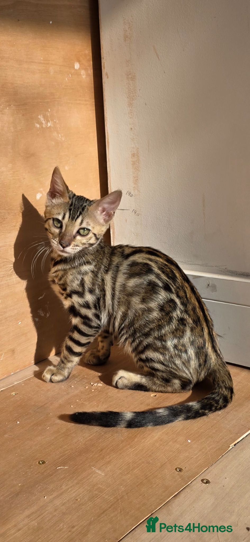 Bengal cats Female kitten - Advert 18