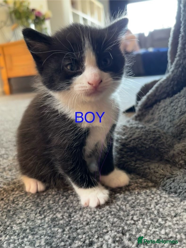 Mixed Breed cats Last 3 fluffy kittens! - Advert 20