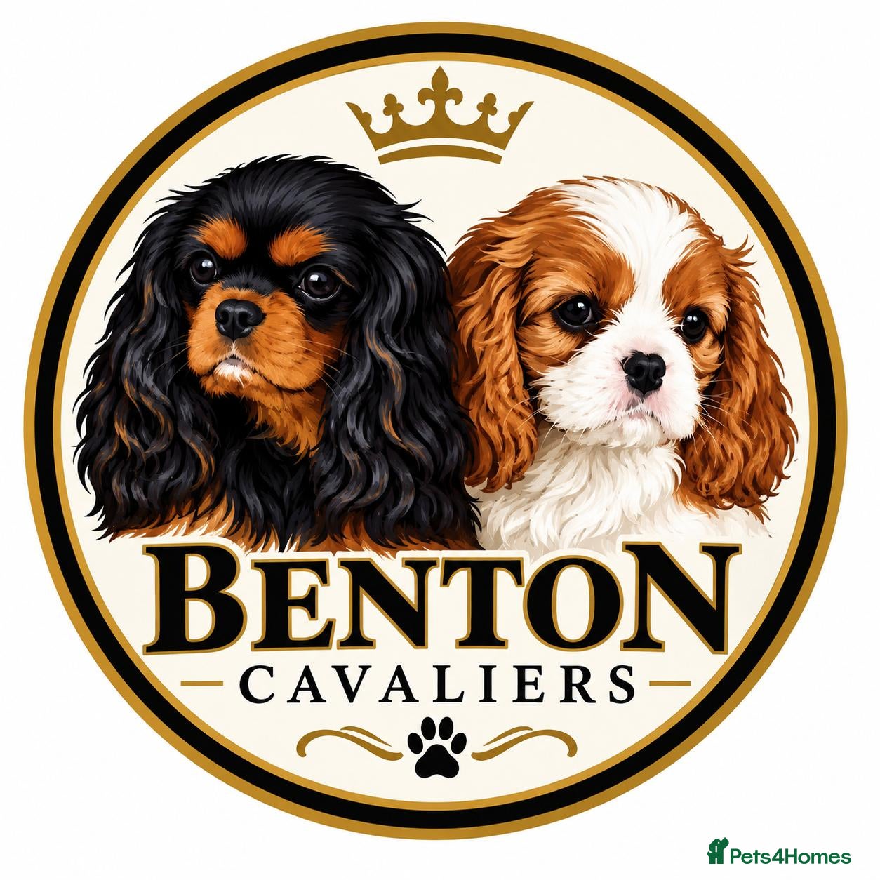 Cavalier King Charles Spaniel dogs KC,  Health Tested from Champion bloodlines  - Advert 1