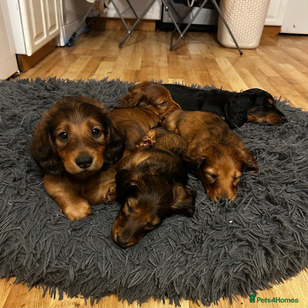 Dachshund dogs for sale: KC Registered Standard Long Hair Dachshund Puppies - Advert 3