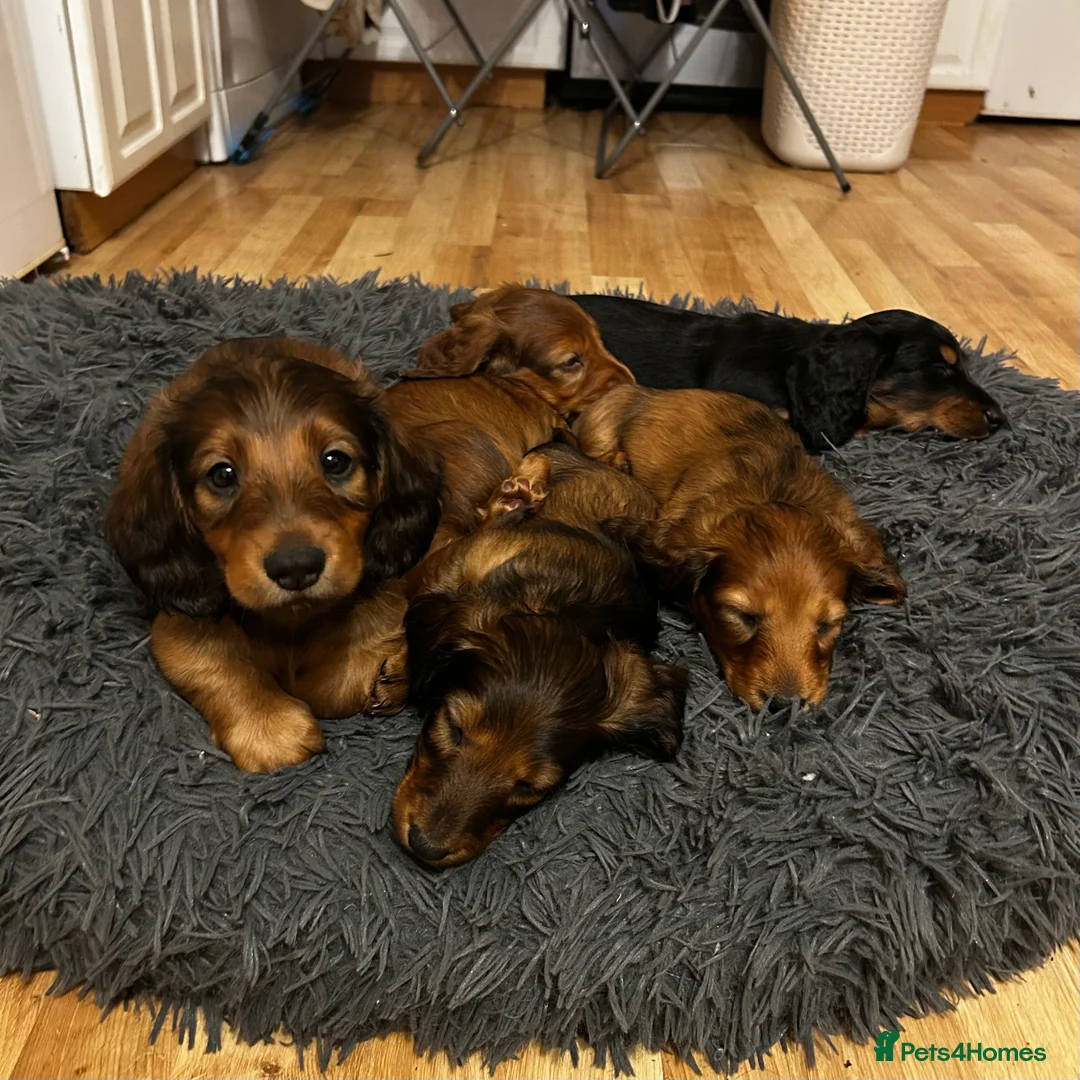 Dachshund dogs for sale: 1 BOY LEFT KC Registered Longhair Dachshund Puppy - Advert 4