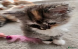 Ragdoll cats for sale: Beautiful Ragdoll Kittens  - Image 8