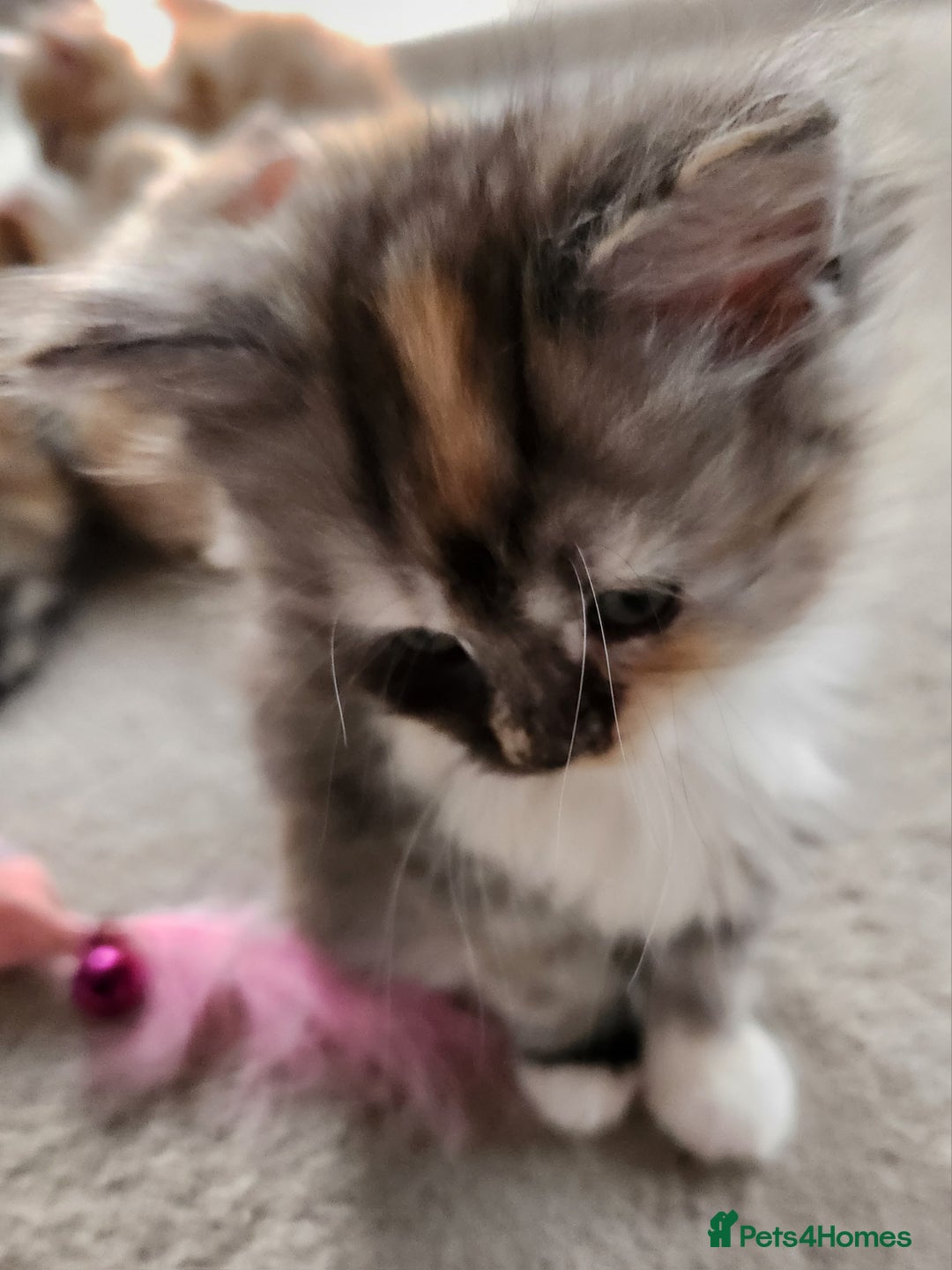 Ragdoll cats for sale: Beautiful Ragdoll Kittens  - Image 8