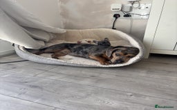 Mixed Breed dogs for sale: Beautifull Dachshund cross English bull dog  - Image 7