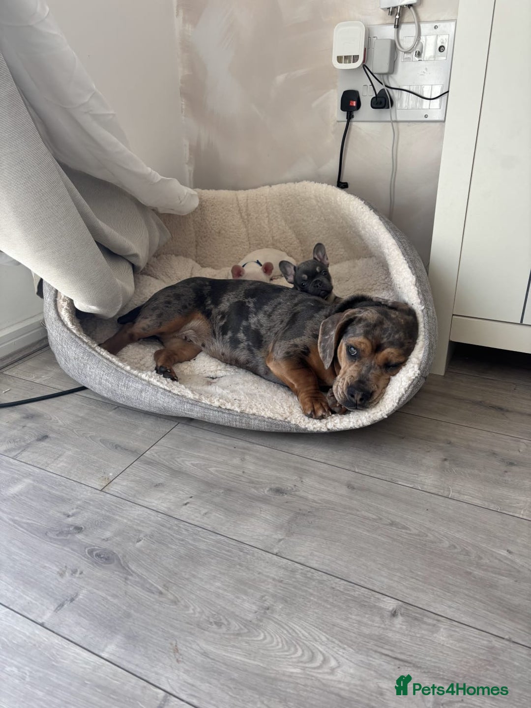 Mixed Breed dogs for sale: Beautifull Dachshund cross English bull dog  - Image 7