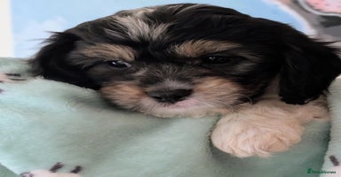 Cavapoo dogs - Advert 2