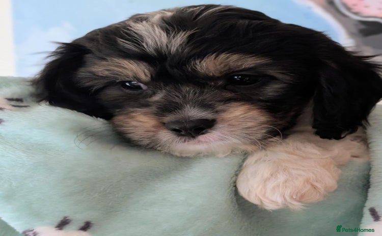 Cavapoo dogs - Advert 2