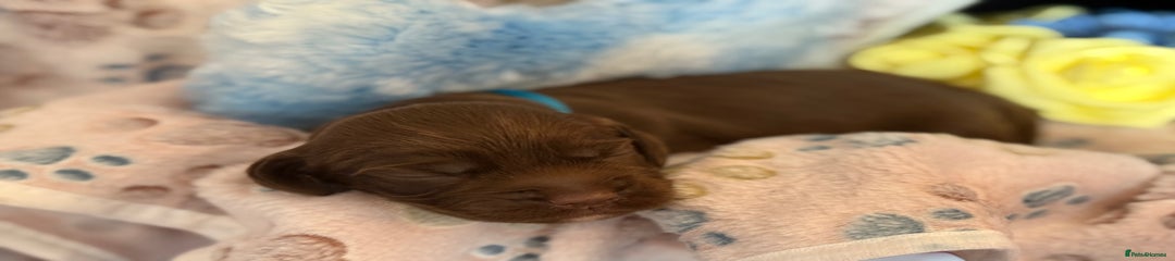 Cocker Spaniel Puppy 1
