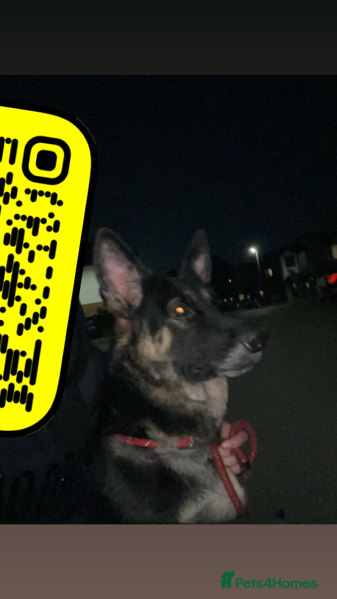 Mixed Breed dogs for sale: German shepherd x Dutch shepherd  - Image 6