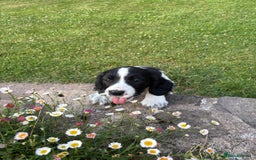 Mixed Breed dogs for sale: One Sprockador bitch pup available.  - Image 2