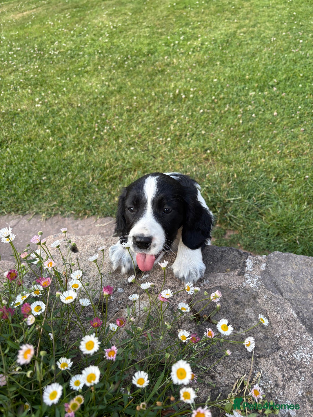 Mixed Breed dogs for sale: One Sprockador bitch pup available.  - Image 2