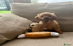 Cockapoo dogs for sale: Teddy bear cute Tiny Cockapoos  - Advert 33