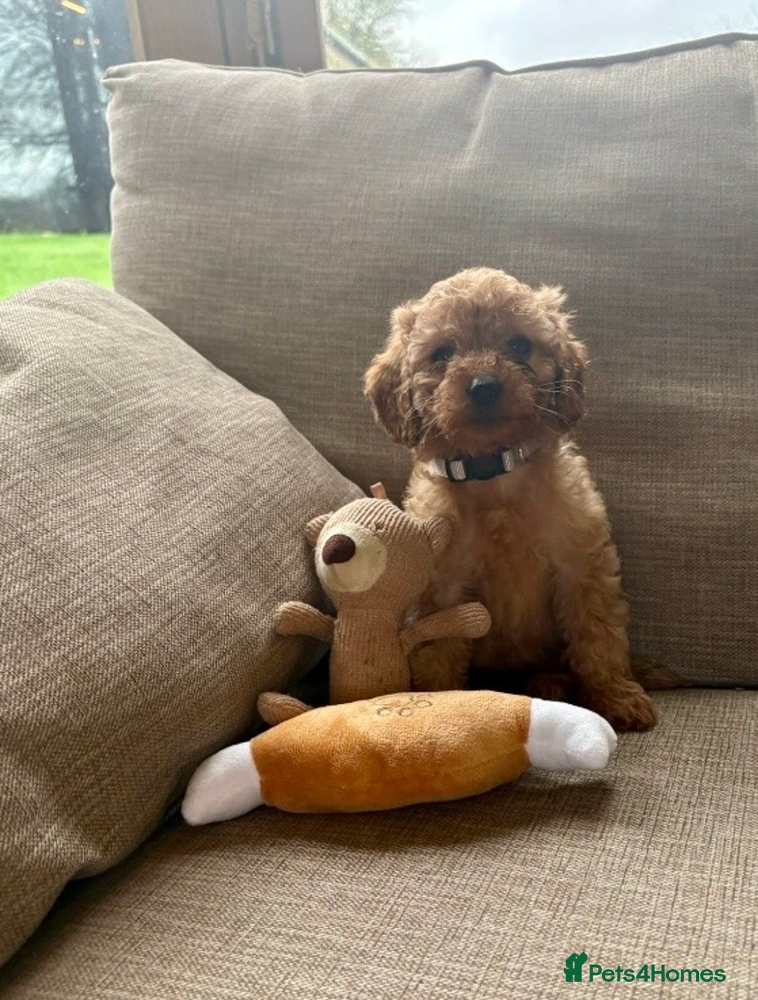 Cockapoo dogs for sale: Teddy bear cute Tiny Cockapoos  - Advert 33