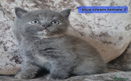 Mixed Breed cats for sale: 4 kittens x British blue short hair  - Image 1
